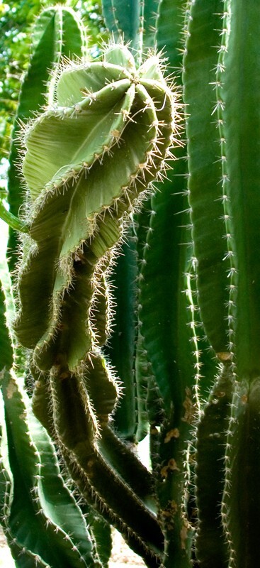 Floral_0145 - Floral - Plants