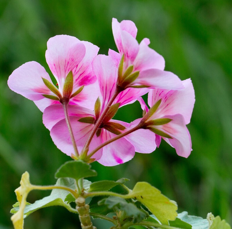 Floral_0113 - Floral - Plants