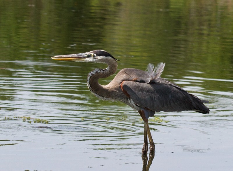 Great Blue Heron _0074 - Great Blue Heron