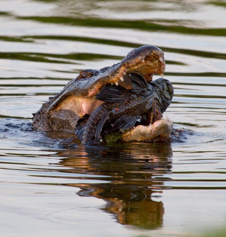 Aligators _0038 - Alligators