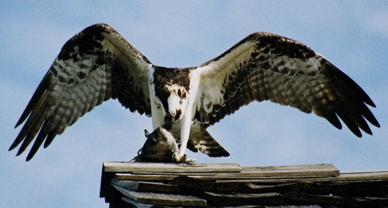 Osprey _0026 - Osprey