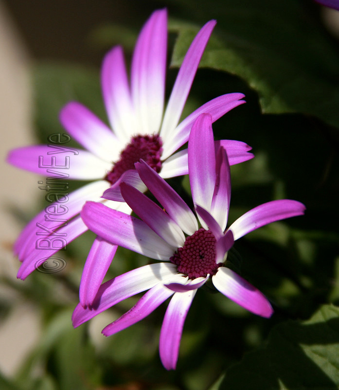 Floral 129 - Floral - Plants