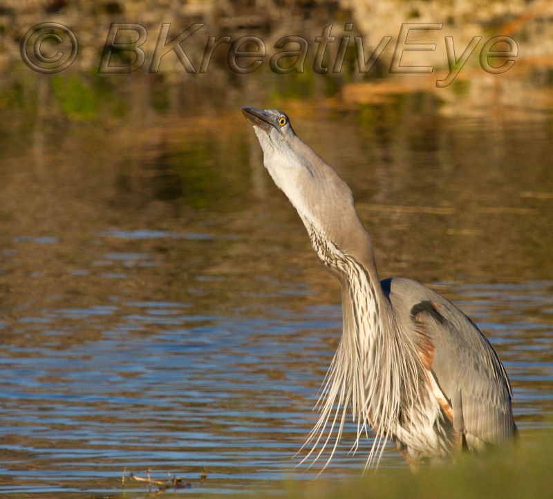 BH Birds 201 - Great Blue Heron