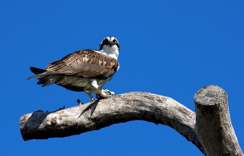 Osprey 0023 copy - Osprey