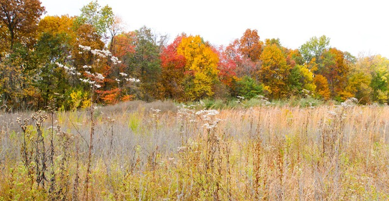 Landscape _0005 - Land and Cityscapes