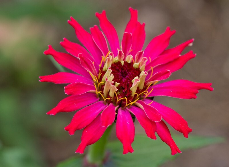 Floral_0092 - Floral - Plants