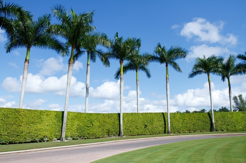 Trees  _0063 - Trees