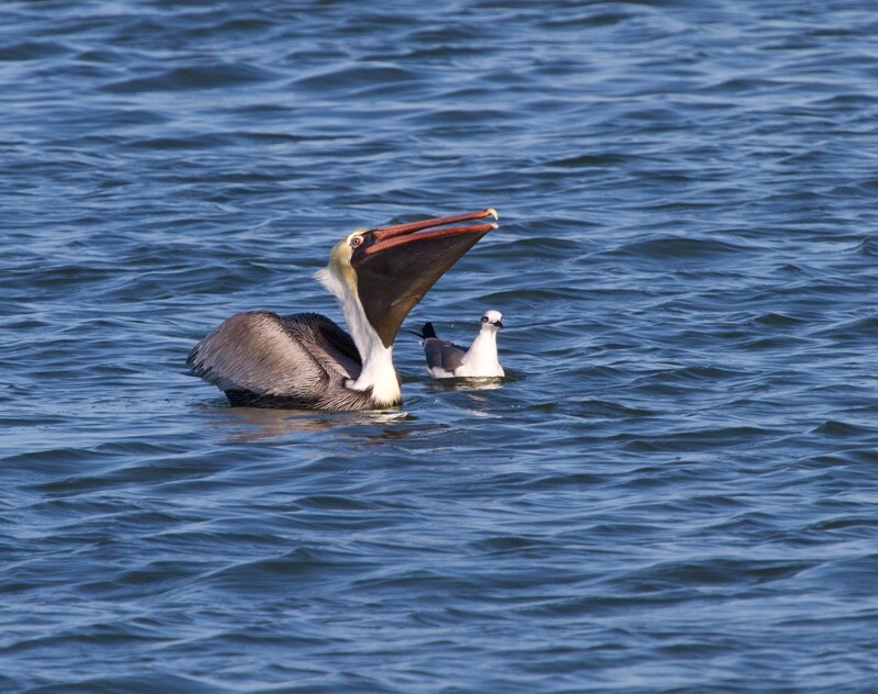  Pelicans _0015 - Pelicans
