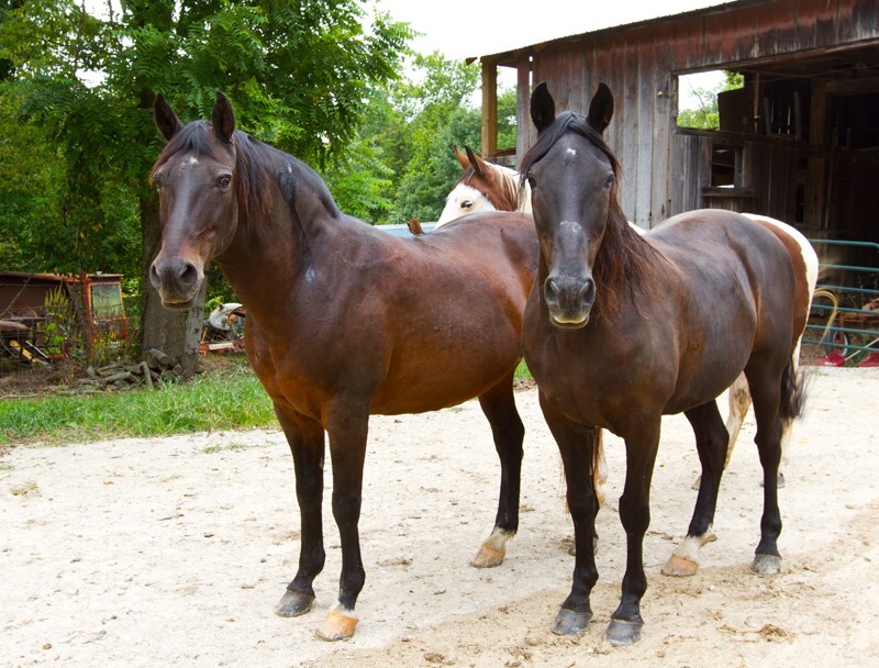 AnimalsCreatures _0005 - Animals, Creatures