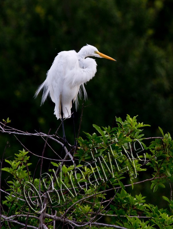 Birds 226 - Birds