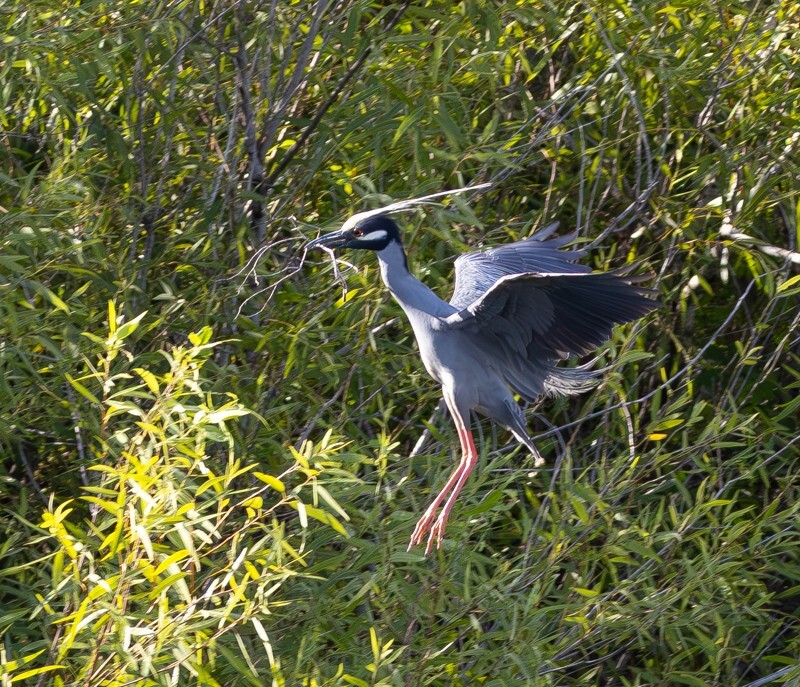 Yellow Crowned Night Heron _0025 - Yellow Crowned Night Heron