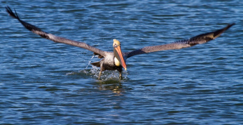  Pelicans _0003 - Pelicans