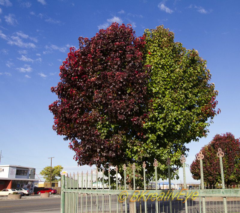Trees 036 - Trees