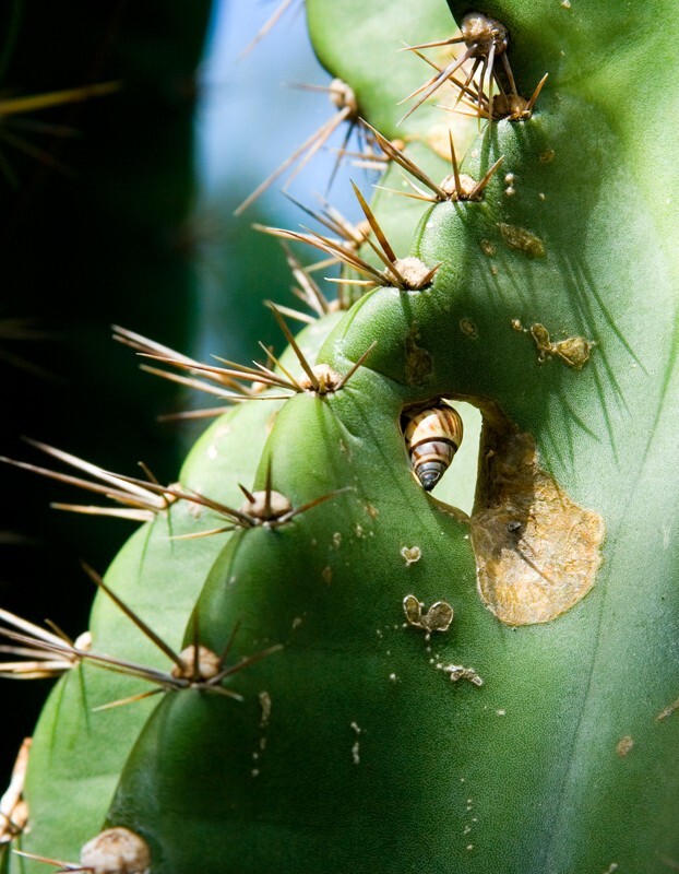 Floral_0146 - Floral - Plants