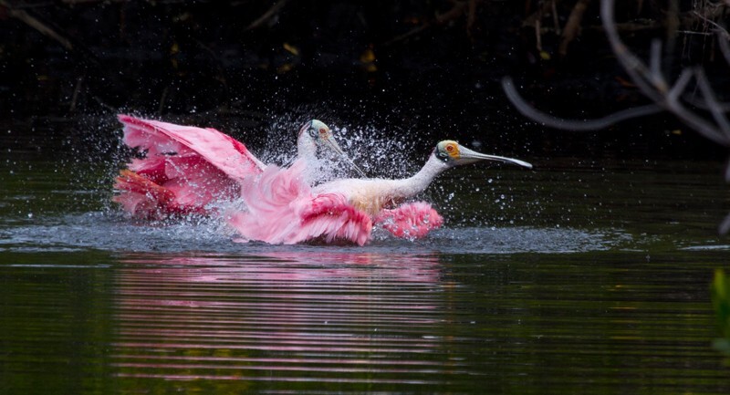 Roseate Spoonbil _0015 - Roseate Spoonbill