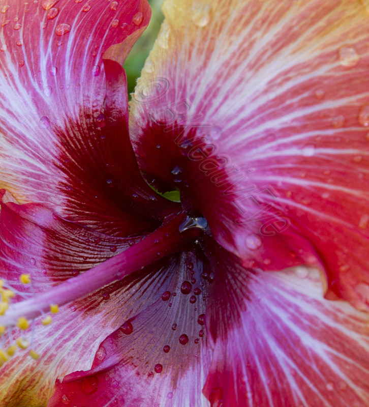 Floral  102 - Floral - Plants