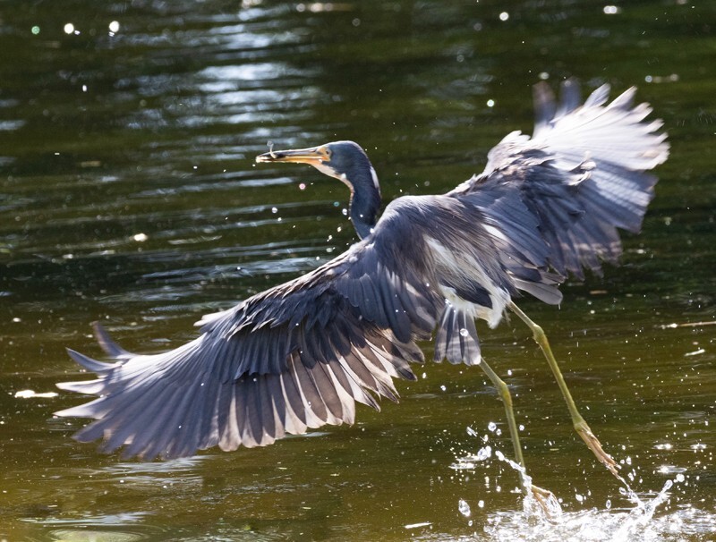 Tri-Colored-Heron _0049 - Tri-Colored Heron