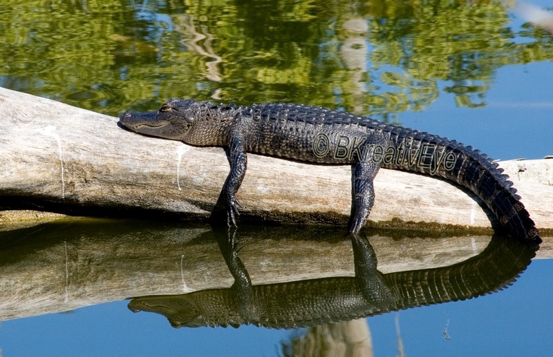 AnimalsCreatures 001 - Alligators