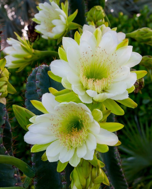 Floral_0021 - Floral - Plants