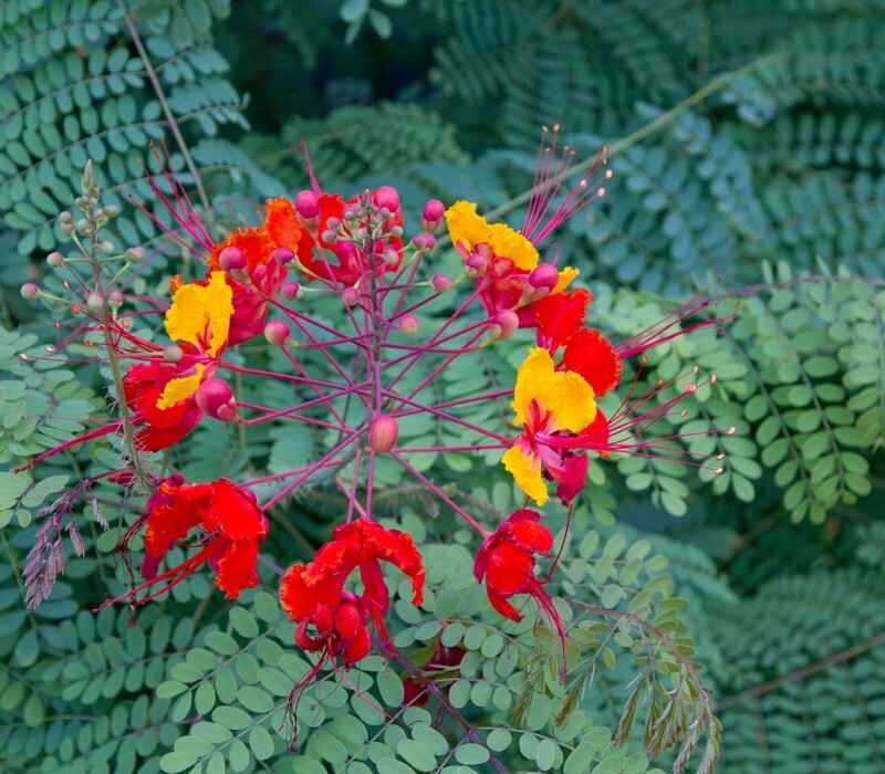 Floral_0028 - Floral - Plants