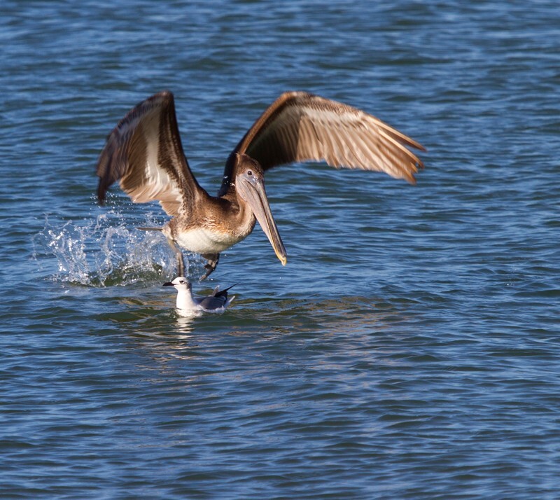 Pelicans _0009 - Pelicans