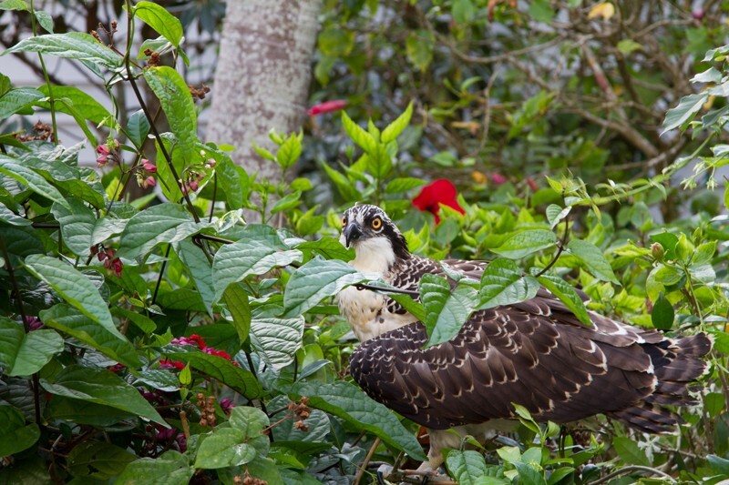 Osprey_0001 - Osprey