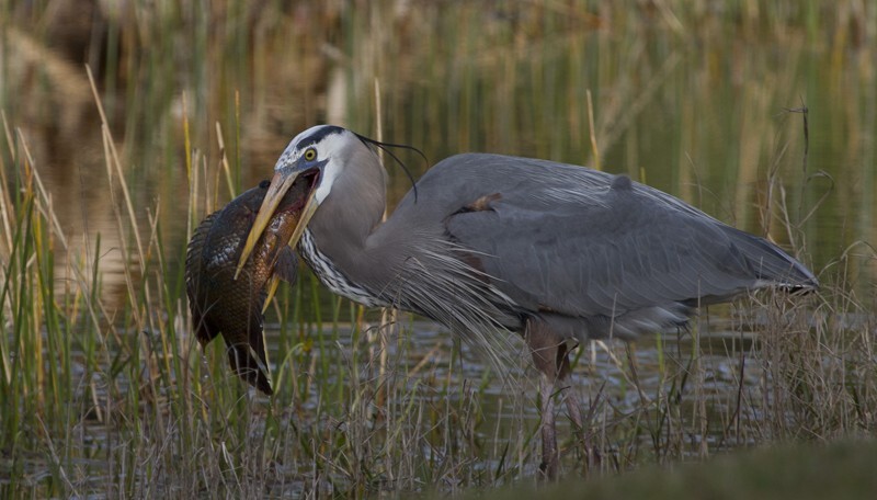 Great Blue Heron _0037 - Great Blue Heron