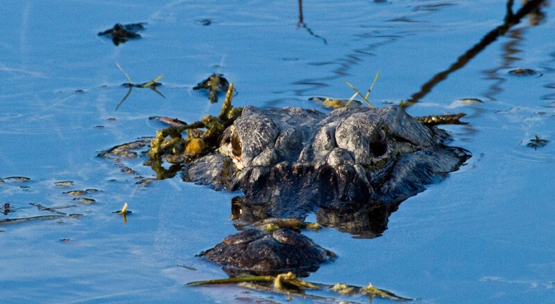 Aligators _0002 - Alligators