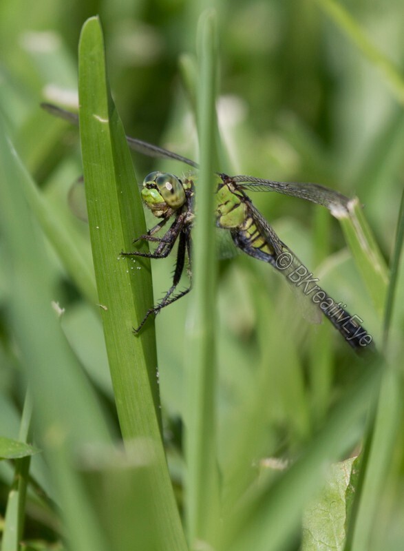 DF AnimalsCreatures 149 - Dragonflies