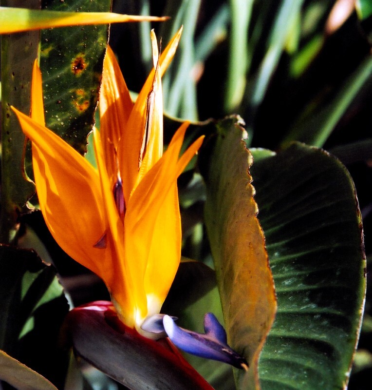 Floral_0129 - Floral - Plants