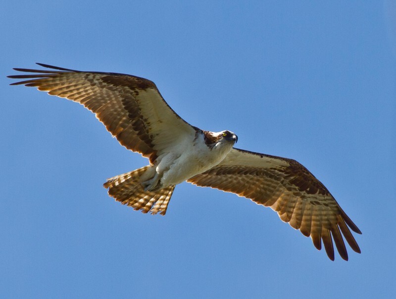 Osprey_0010 - Osprey