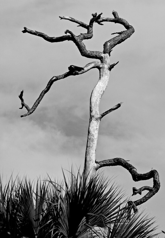 Trees  _0058 - Trees