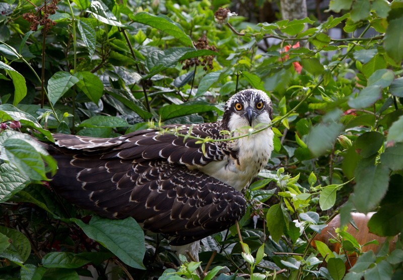 Osprey_0004 - Osprey