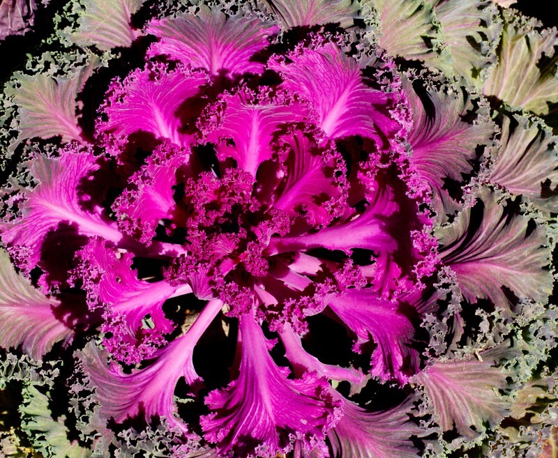 Floral_0076 - Floral - Plants