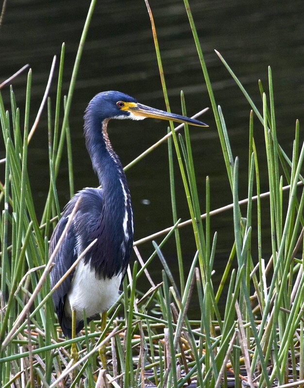 Tricolored Heron _0022 - Tri-Colored Heron