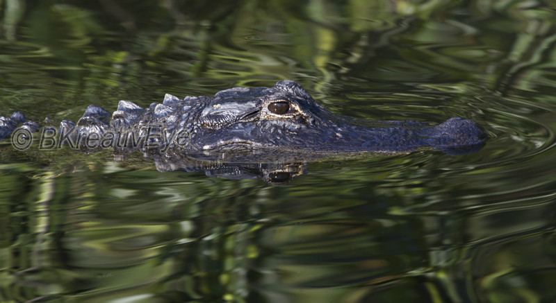 AnimalsCreatures 073 - Alligators
