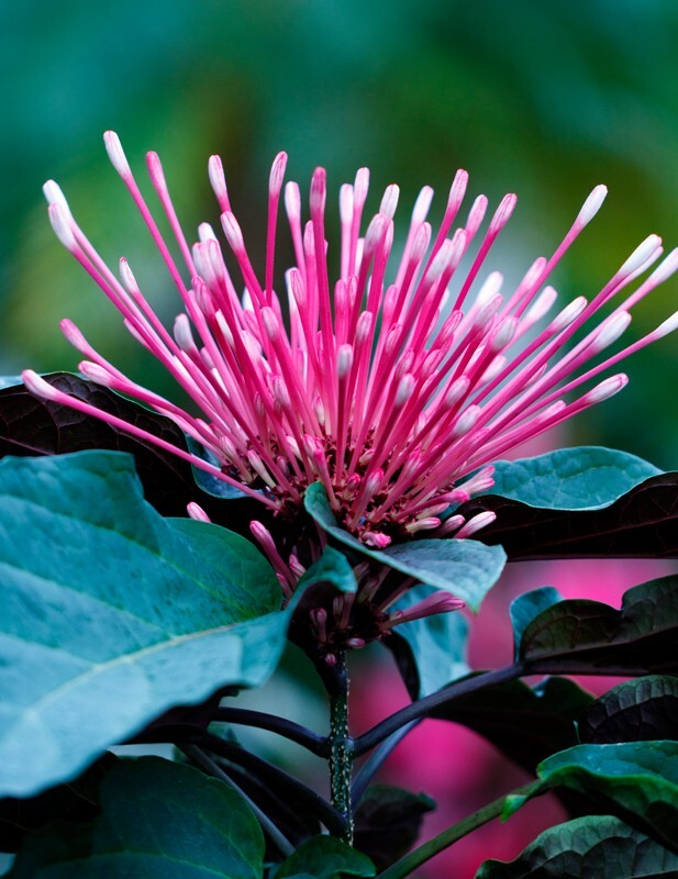 Floral_0107 - Floral - Plants