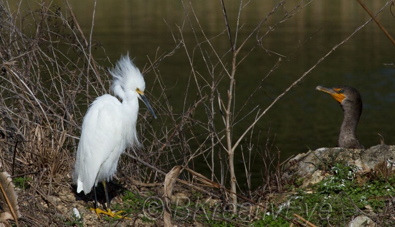 Birds 349 - Birds