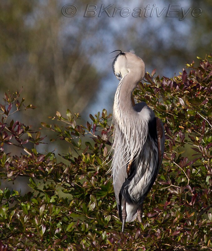 BH Birds 293 - Great Blue Heron