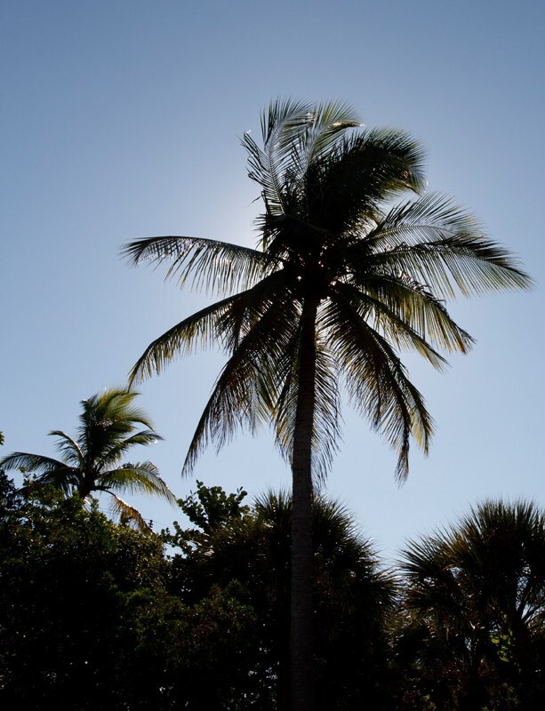 Trees  _0067 - Trees