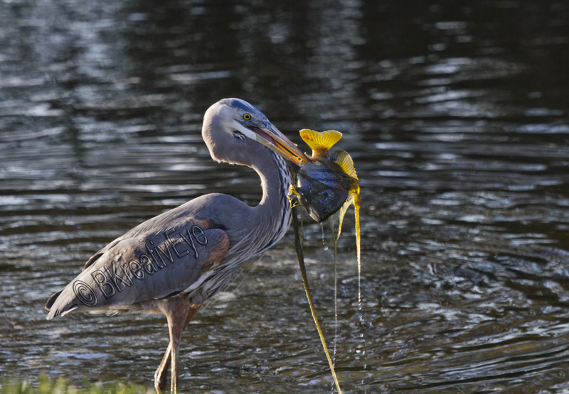 BH Birds 132 - Great Blue Heron