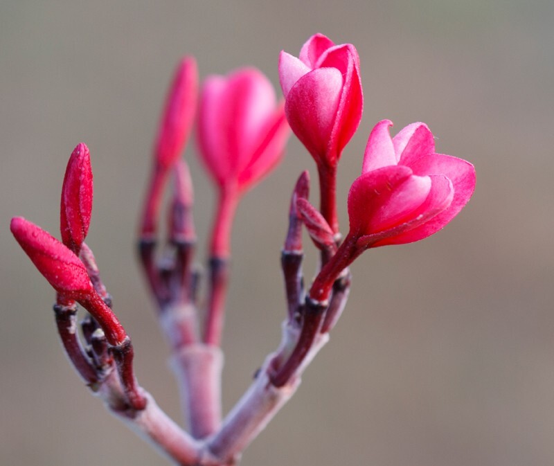 Floral_0051 - Floral - Plants