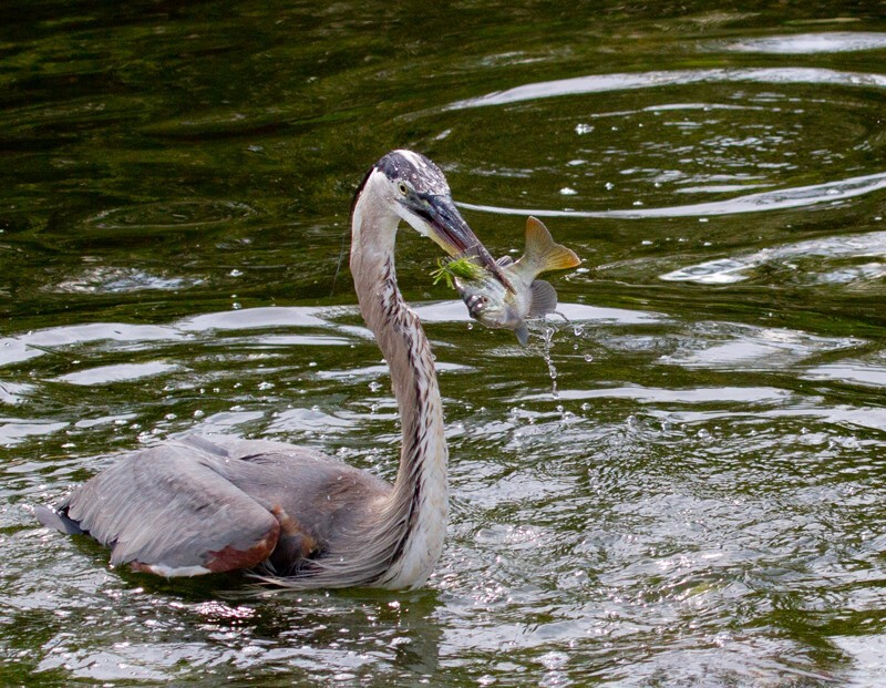 Great Blue Heron _0072 - Great Blue Heron