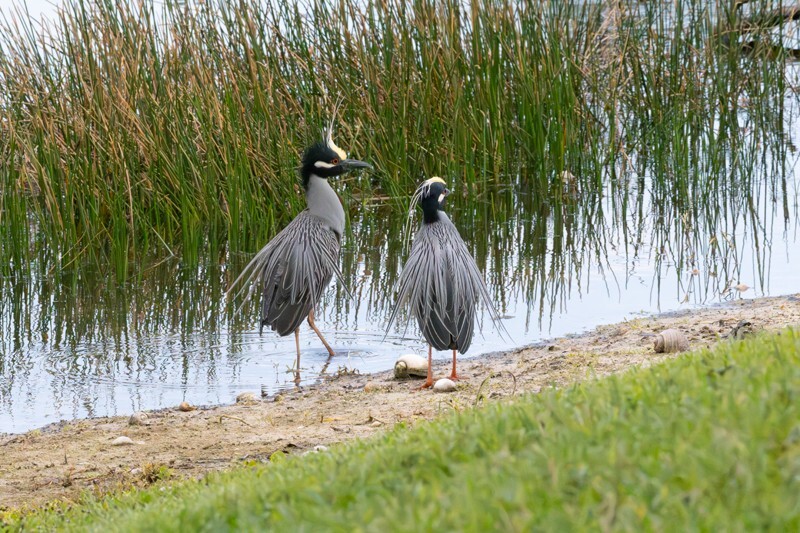 Yellow Crowned Night Heron _0011 - Yellow Crowned Night Heron
