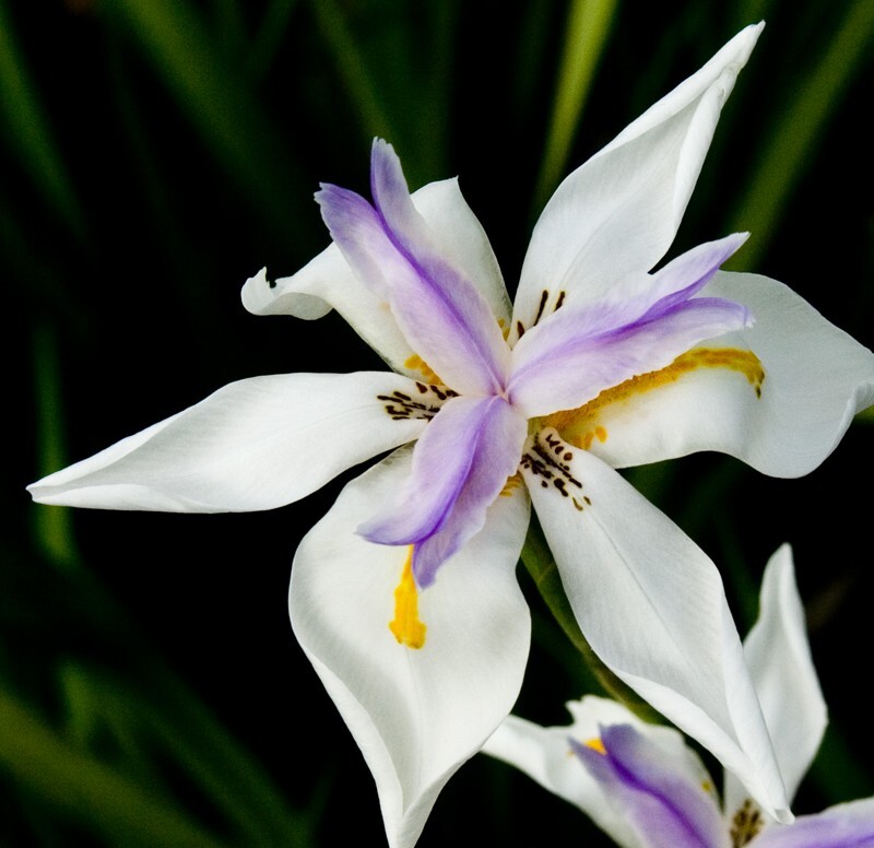Floral_0151 - Floral - Plants