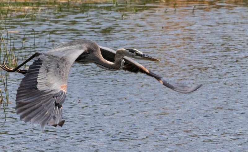 Great Blue Heron _0099 - Great Blue Heron