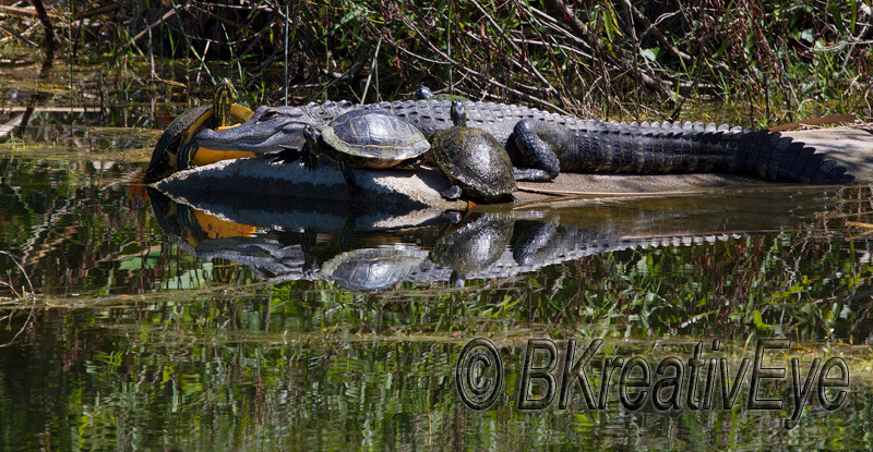 AnimalsCreatures 076 1 - Alligators