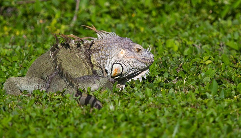 AnimalsCreatures _0066 - Animals, Creatures