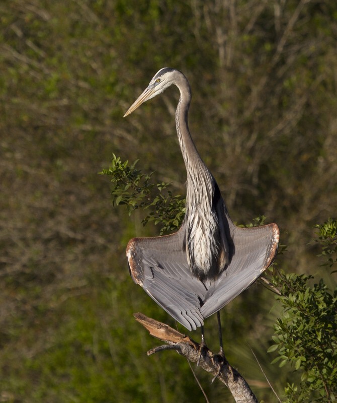 Great Blue Heron _0029 - Great Blue Heron