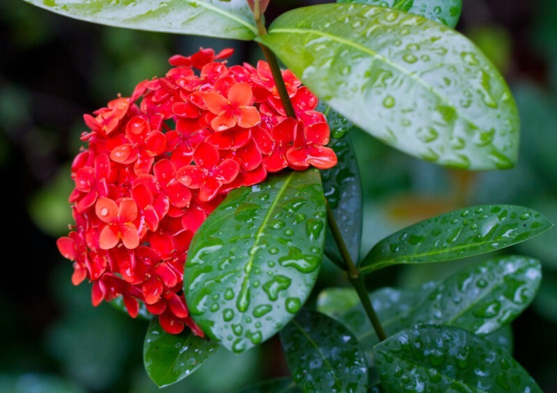 Floral_0101 - Floral - Plants